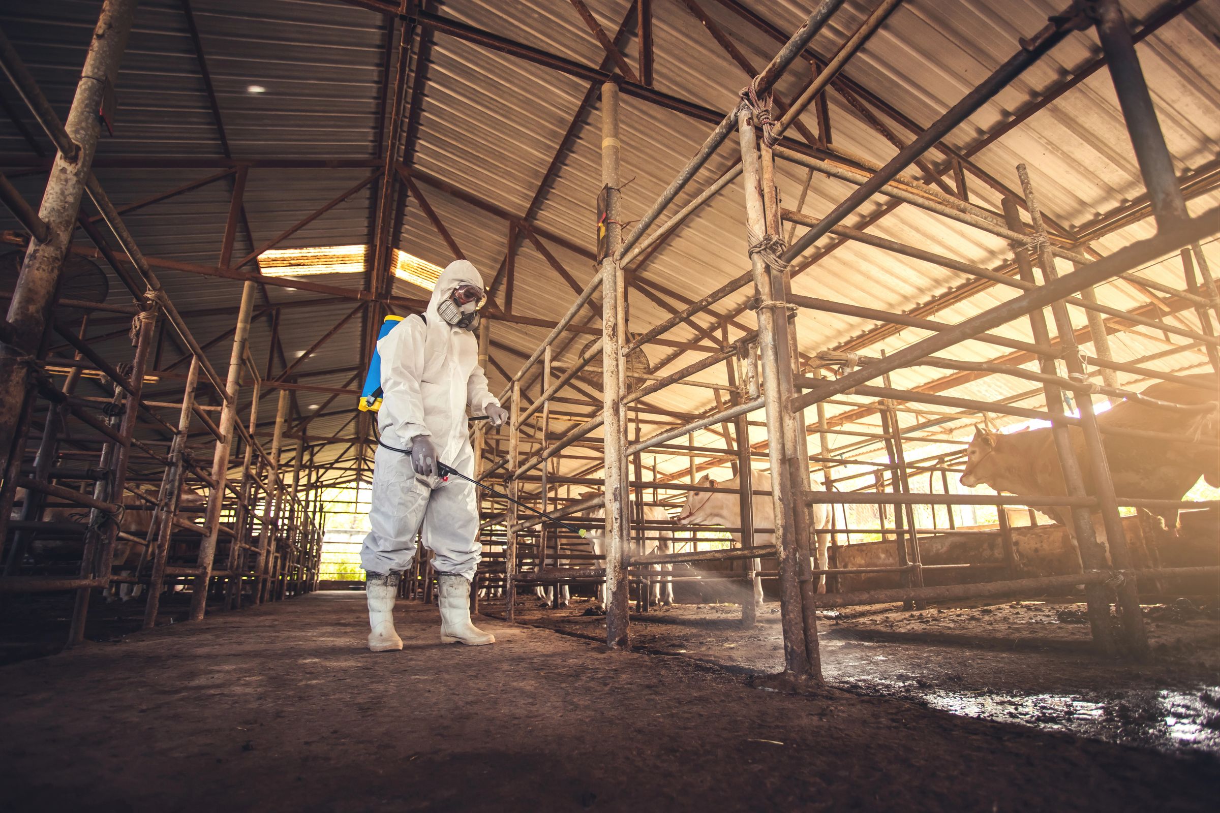 Travailleur en combinaison de protection désinfectant un élevage